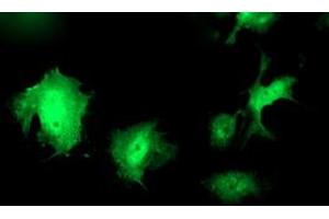 Anti-WWTR1 mouse monoclonal antibody (ABIN2454960) immunofluorescent staining of COS7 cells transiently transfected by pCMV6-ENTRY WWTR1 (RC204082). (WWTR1 抗体)