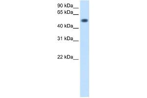 TOR3A antibody used at 0. (TOR3A 抗体  (Middle Region))