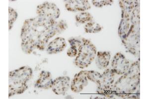 Immunoperoxidase of monoclonal antibody to CLK3 on formalin-fixed paraffin-embedded human placenta. (CLK3 抗体  (AA 36-136))