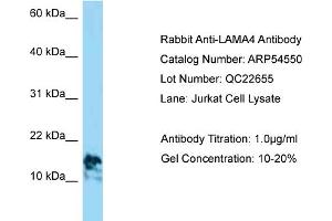 Western Blotting (WB) image for anti-Laminin, alpha 4 (LAMa4) (C-Term) antibody (ABIN2785768)