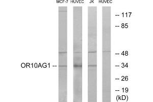 Western blot analysis of extracts from MCF-7 cells, HUVEC cells and Jurkat cells, using OR10AG1 antibody. (OR10AG1 抗体  (C-Term))