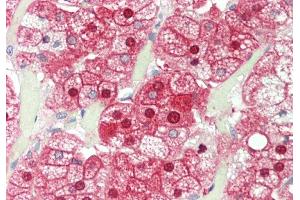 Rabbit Anti-ALAD antibody  Formalin Fixed Paraffin Embedded Tissue: Human Adrenal Primary antibody Concentration: 1:100 Secondary Antibody: Donkey anti-Rabbit-Cy3 Secondary Antibody Concentration: 1:200 Magnification: 20x Exposure Time: 0. (ALAD 抗体  (N-Term))