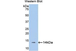 Western Blotting (WB) image for anti-Melatonin Receptor 1A (MTNR1A) (AA 216-257) antibody (ABIN1175869) (Melatonin Receptor 1A 抗体  (AA 216-257))
