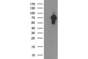 Western Blotting (WB) image for anti-SH2B Adaptor Protein 3 (SH2B3) antibody (ABIN1500908) (SH2B3 抗体)