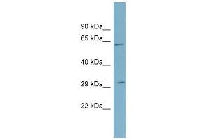 WB Suggested Anti-SRD5A2 Antibody Titration:  0. (SRD5A2 抗体  (N-Term))