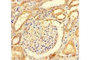 Immunohistochemistry of paraffin-embedded human kidney tissue using ABIN7167939 at dilution of 1:100 (ARHGAP19 抗体  (AA 1-494))