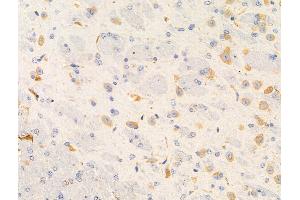 ABIN6261878 and ABIN6266545 at 1/100 staining Mouse brain tissue by IHC-P. (GANP 抗体  (C-Term))