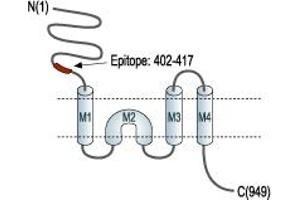 Representative domain view of the target of ABIN7885049.