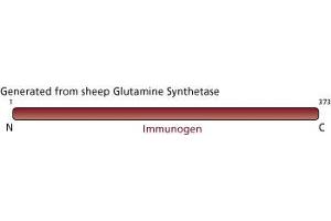 Image no. 3 for anti-Glutamine Synthetase (GLN1) (AA 1-373) antibody (ABIN968015) (GLN1 抗体  (AA 1-373))