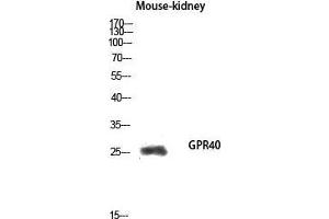 Western Blot (WB) analysis of Mouse Kidney lysis using GPR40 antibody. (FFAR1 抗体  (Internal Region))