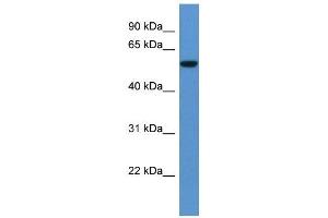Western Blot showing FCAMR antibody used at a concentration of 1-2 ug/ml to detect its target protein. (FCAMR 抗体  (C-Term))