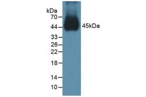 Detection of BMP15 in Mouse Testis Tissue using Polyclonal Antibody to Bone Morphogenetic Protein 15 (BMP15) (BMP15 抗体  (AA 274-390))
