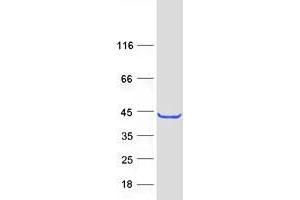 TRUB1 Protein (Myc-DYKDDDDK Tag)