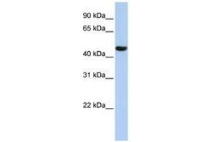 Image no. 1 for anti-Zinc Finger Protein 268A (ZNF286A) (AA 108-157) antibody (ABIN6742631) (ZNF286A 抗体  (AA 108-157))