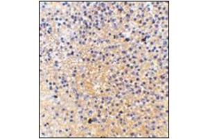 Immunohistochemistry of MD-1 in human spleen tissue with this product at 2. (LY86 抗体  (Center))