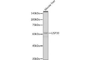 Western blot analysis of extracts of Mouse liver, using USP39 antibody (ABIN7271160) at 1:1000 dilution. (USP39 抗体)