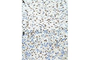 Immunohistochemical staining (Formalin-fixed paraffin-embedded sections) of human heart (A) and human liver (B) with EXOSC4 polyclonal antibody  at 4-8 ug/mL working concentration. (EXOSC4 抗体  (N-Term))