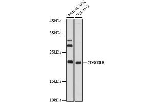 Western blot analysis of extracts of various cell lines, using CD300LB antibody (ABIN7270975) at 1:1000 dilution. (CD300LB 抗体  (AA 1-201))