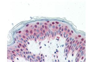 Immunohistochemistry (IHC) image for anti-GA Binding Protein Transcription Factor, alpha Subunit 60kDa (GABPA) (AA 18-29) antibody (ABIN1804633)
