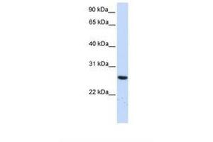Image no. 1 for anti-Tetratricopeptide Repeat Domain 33 (TTC33) (AA 36-85) antibody (ABIN6739015) (TTC33 抗体  (AA 36-85))