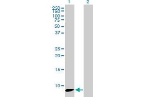 Western Blotting (WB) image for anti-NADH Dehydrogenase (Ubiquinone) 1 alpha Subcomplex, 3, 9kDa (NDUFA3) (AA 1-84) antibody (ABIN518226)