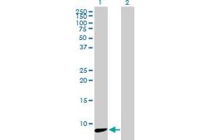 Western Blot analysis of NDUFA3 expression in transfected 293T cell line by NDUFA3 MaxPab polyclonal antibody.