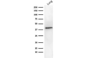 Western Blot analysis of human lung tissue lysate using EpCAM Mouse Monoclonal Antibody (MOC-31). (EpCAM 抗体)