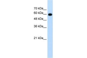 Western Blotting (WB) image for anti-Cell Division Cycle 23 (CDC23) antibody (ABIN2462655) (CDC23 抗体)