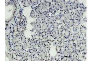 Immunoperoxidase of monoclonal antibody to THRSP on formalin-fixed paraffin-embedded human salivary gland. (THRSP 抗体  (AA 1-84))