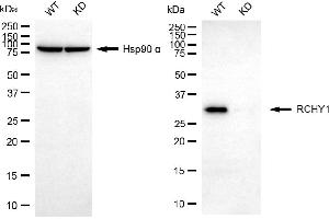 Western blotting analysis using RCHY1 antibody (ABIN7800239).