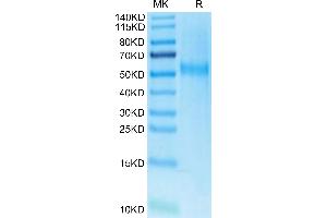KREMEN2 Protein (AA 26-364) (His tag)