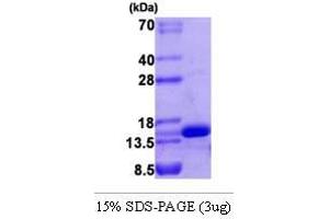 Figure annotation denotes ug of protein loaded and % gel used. (Vascular Endothelial Cell Growth Factor 121 (VEGF121) (AA 207-327) Peptide)