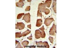 Immunohistochemistry (IHC) image for anti-Aspartoacylase (ASPA) antibody (ABIN3002840) (ASPA 抗体)