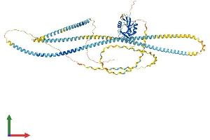 Protein Structure (PS) image for Collectin Sub-Family Member 12 (COLEC12) (AA 1-742) protein (His tag) (ABIN7553520)