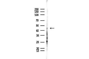 anti-Forkhead Box D4 (FOXD4) (Internal Region) antibody