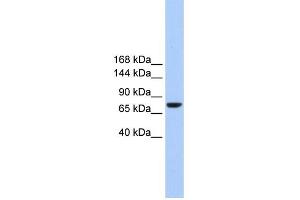 WB Suggested Anti-TMC2 Antibody Titration:  0. (Tmc2 抗体  (Middle Region))