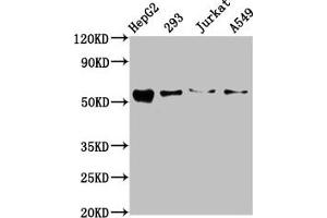 Western Blot Positive WB detected in: HepG2 whole cell lysate, 293 whole cell lysate, Jurkat whole cell lysate, A549 whole cell lysate All lanes: ZDHHC14 antibody at 10. (ZDHHC14 抗体  (AA 328-453))