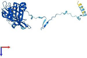 AlphaFold protein structure predicition of Human Recombinant RPF2 Protein, UniprotID Q9H7B2 (RPF2 Protein (AA 1-306) (His tag))