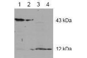 Image no. 1 for anti-Caspase 2, Apoptosis-Related Cysteine Peptidase (CASP2) antibody (ABIN126971) (Caspase 2 抗体)