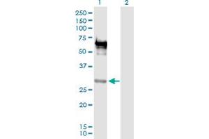 Western Blot analysis of EMX2 expression in transfected 293T cell line by EMX2 MaxPab polyclonal antibody. (EMX2 抗体  (AA 1-252))
