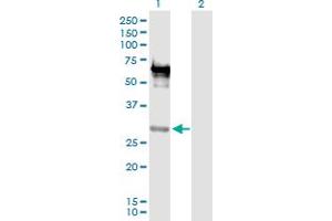 Western Blot analysis of EMX2 expression in transfected 293T cell line by EMX2 MaxPab polyclonal antibody.