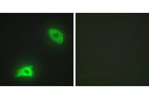 Peptide - +Immunohistochemistry analysis of paraffin-embedded human brain tissue, using DUSP6 antibody. (DUSP6 抗体)