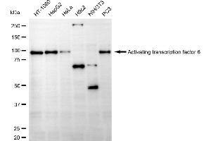 Western blotting analysis using activating transcription factor 6 antibody (ABIN7797486).