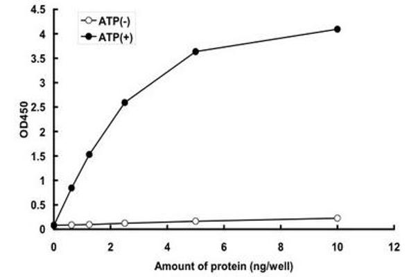 BRAF Protein (Val600Glu-Mutant) (GST tag)