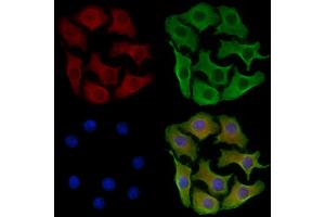 ABIN6257210 and ABIN6273852 staining Hela cells by IF/ICC.