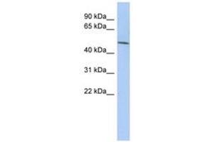 Image no. 1 for anti-Leucine Rich Repeat Containing 42 (LRRC42) (AA 107-156) antibody (ABIN6743647) (LRRC42 抗体  (AA 107-156))