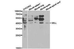 Western Blotting (WB) image for anti-Selectin L (SELL) antibody (ABIN1874720) (L-Selectin 抗体)
