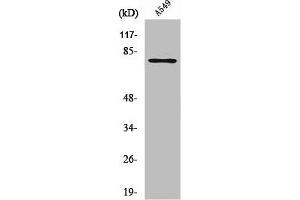Western Blot analysis of NIH-3T3 cells using PFK-B Polyclonal Antibody (PFKL 抗体  (C-Term))