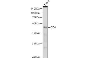 Western blot analysis of extracts of THP-1 cells, using CD4 antibody (ABIN6134777, ABIN6138187, ABIN6138189 and ABIN6213821) at 1:1000 dilution. (CD4 抗体  (AA 300-400))