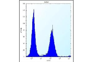 KRT1 Antibody (C-term) (ABIN656288 and ABIN2845597) flow cytometric analysis of Jurkat cells (right histogram) compared to a negative control cell (left histogram). (KRTAP25-1 抗体  (C-Term))